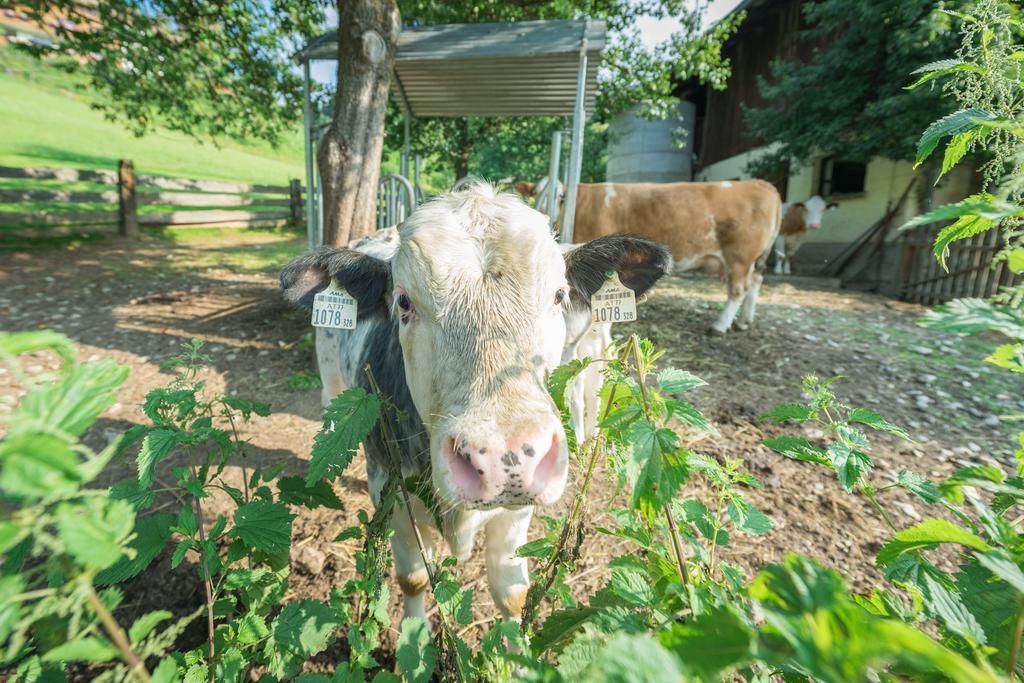 Bauernhof Auhof Lägenhet Wagrain Exteriör bild