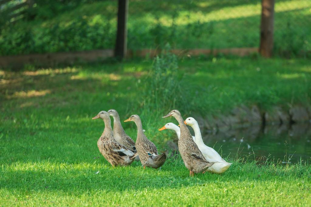 Bauernhof Auhof Lägenhet Wagrain Exteriör bild