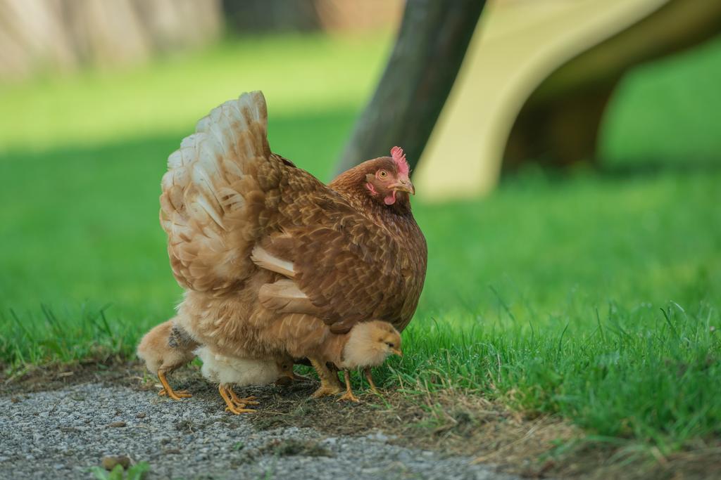 Bauernhof Auhof Lägenhet Wagrain Exteriör bild